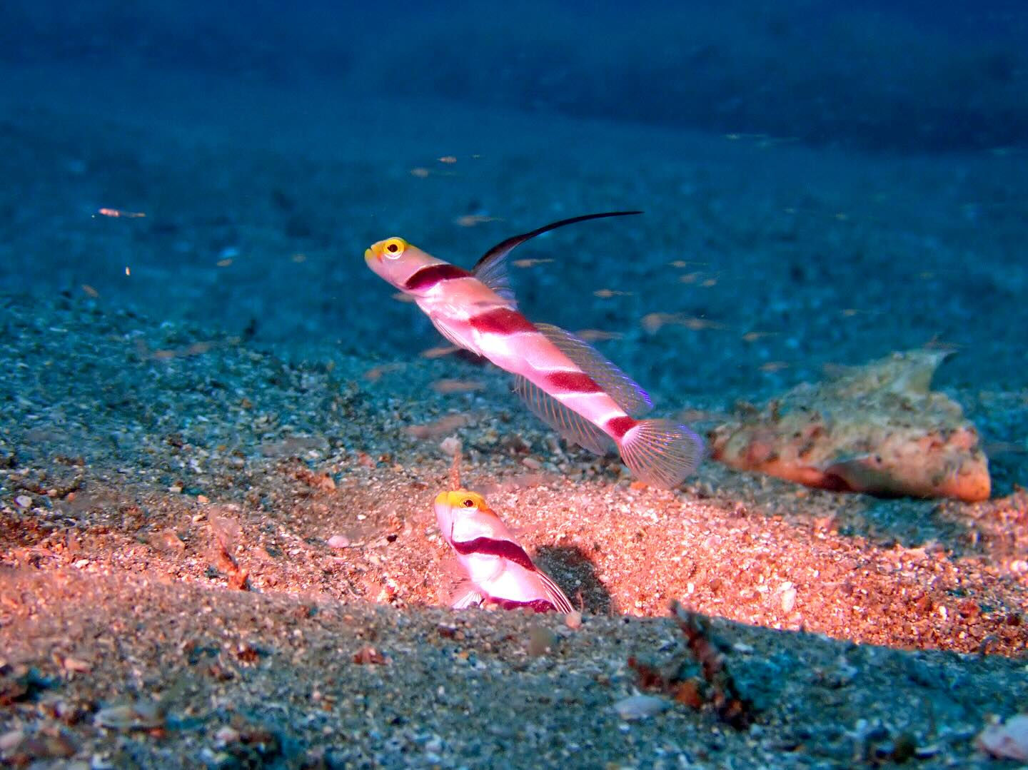@rk.diving