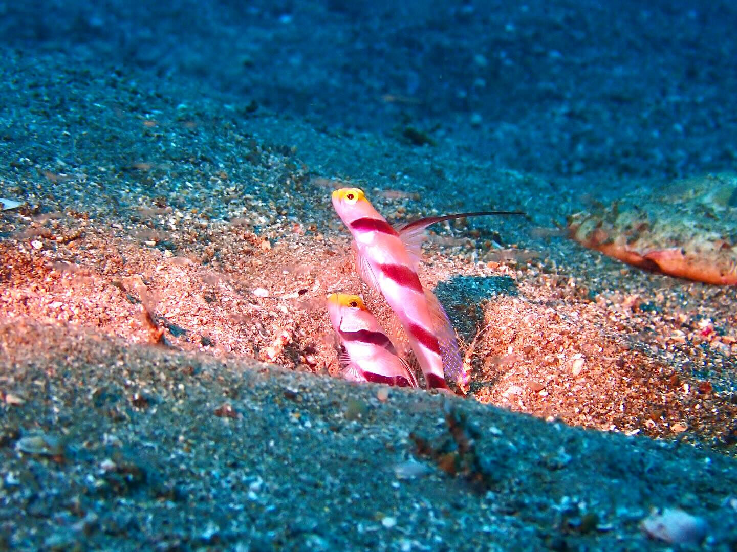 @rk.diving