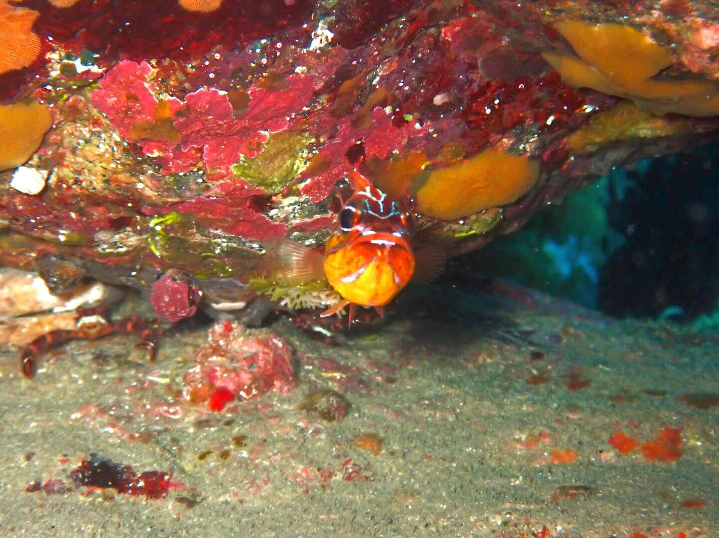 @rk.diving