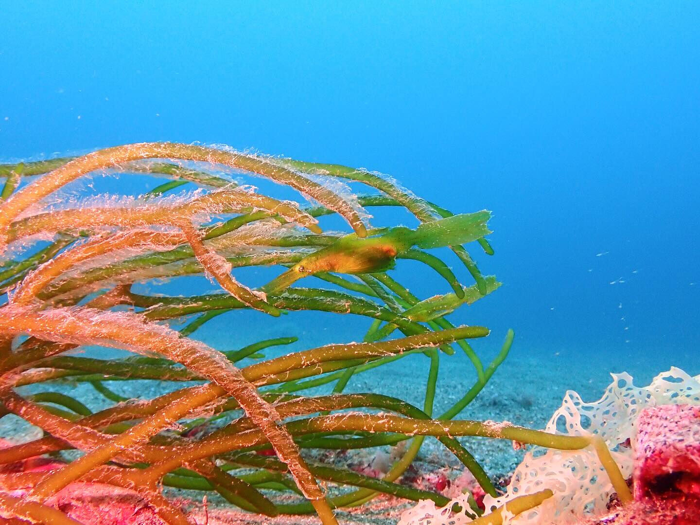 @rk.diving