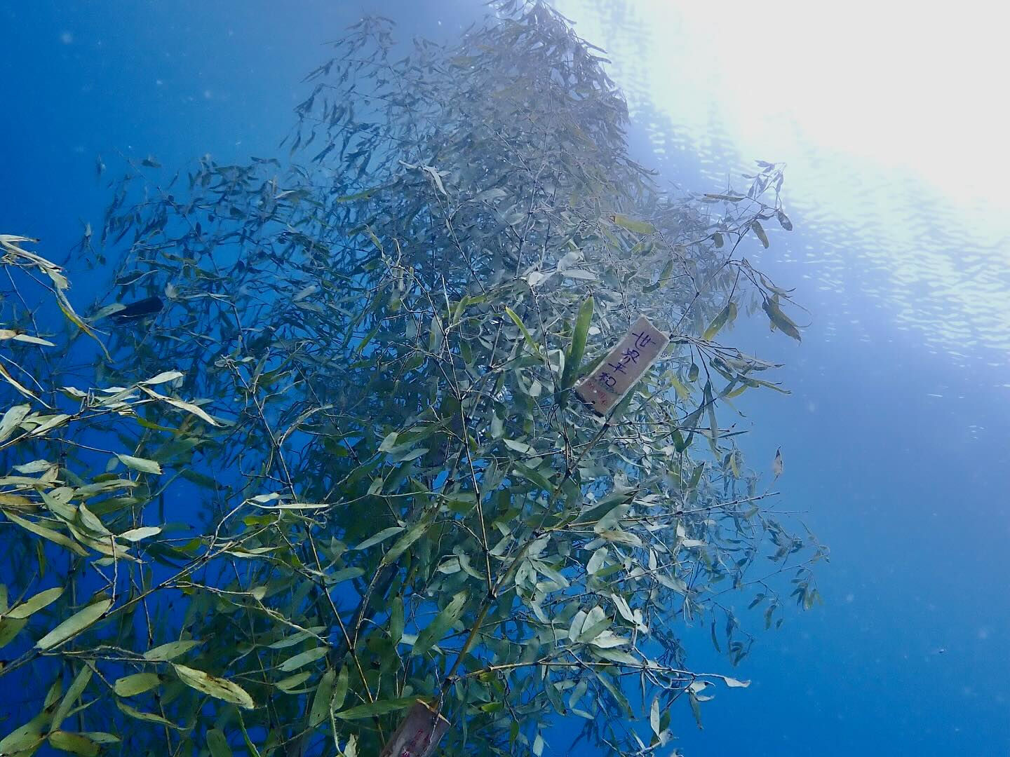@rk.diving