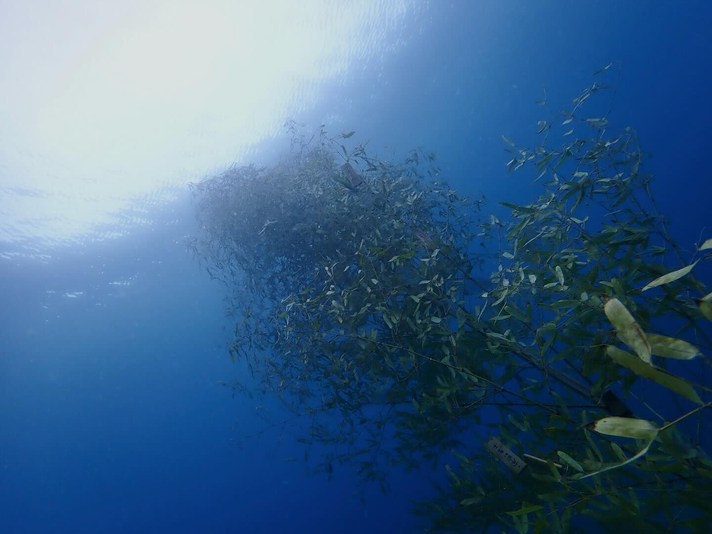 @rk.diving