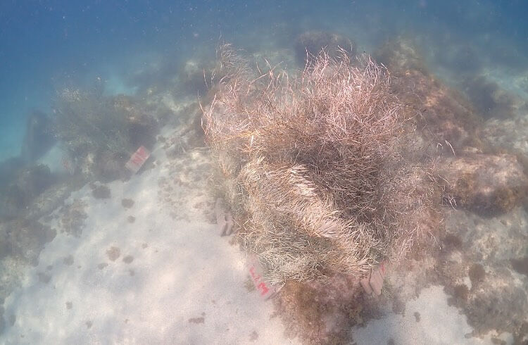 @rK.diving