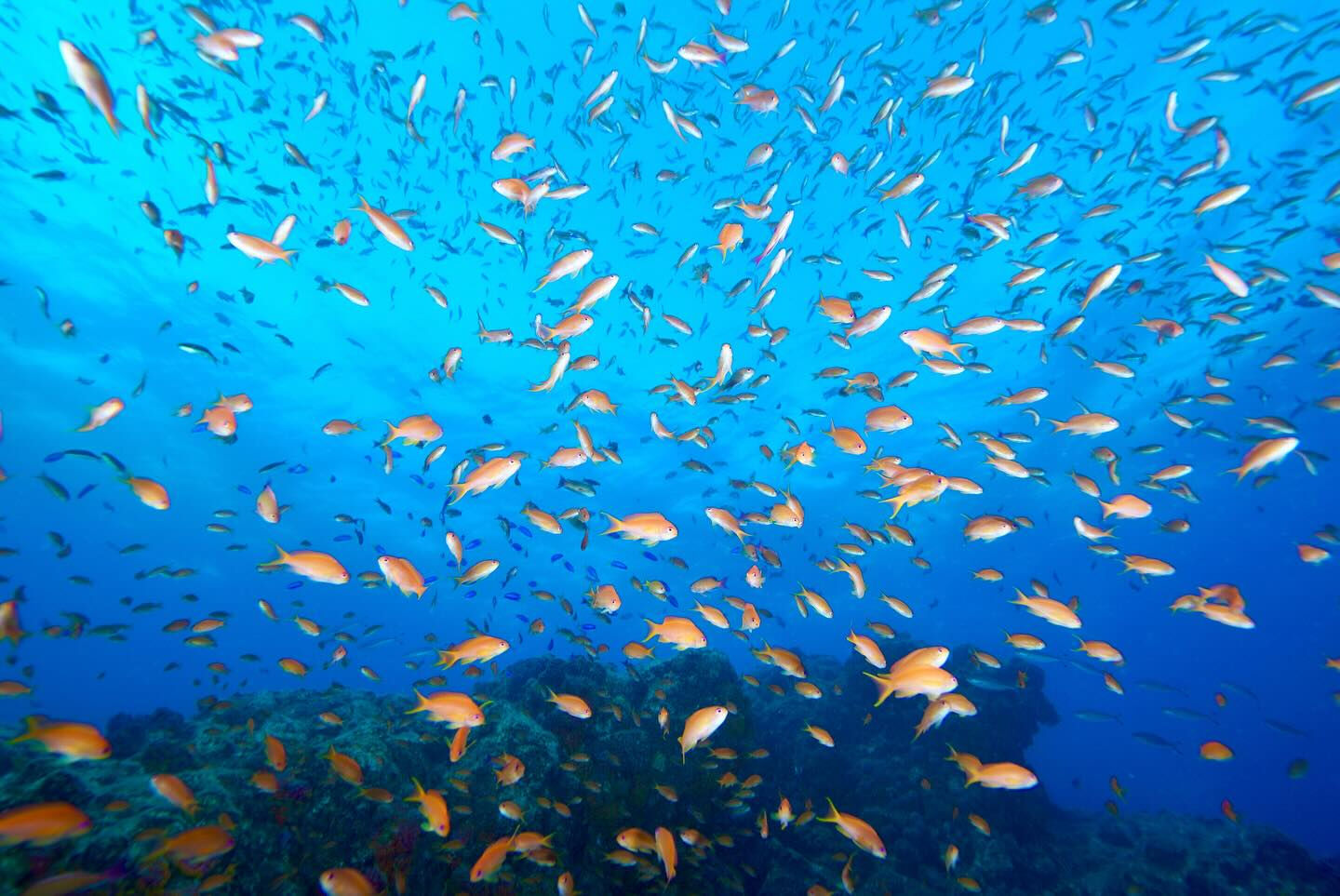 @rK.diving