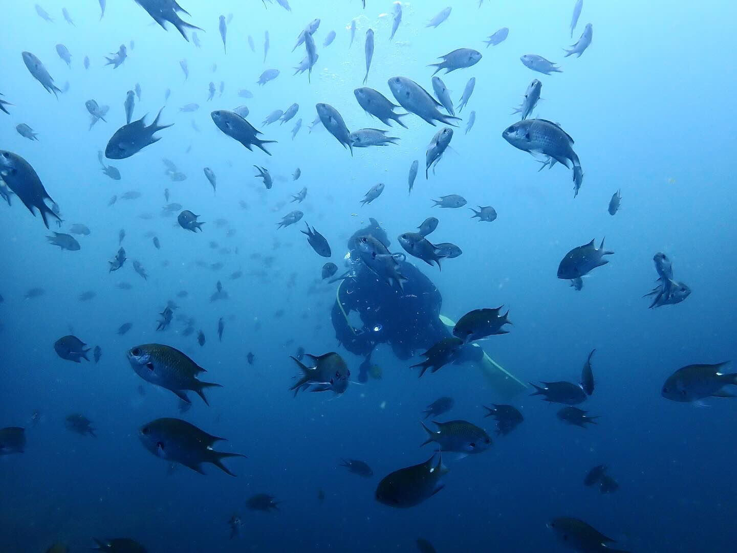 @rk.diving