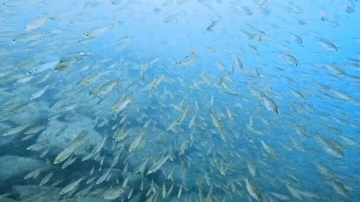 @rk.diving 