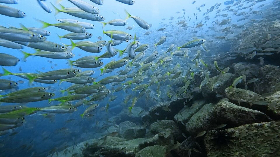 @rk.diving 