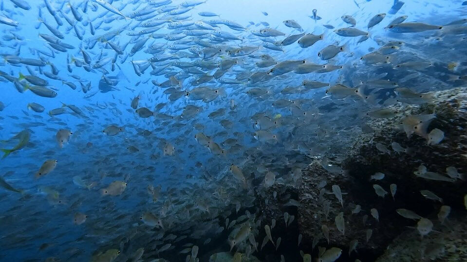 @rk.diving 