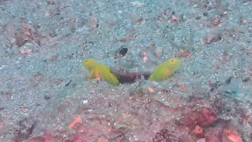 @rk.diving 