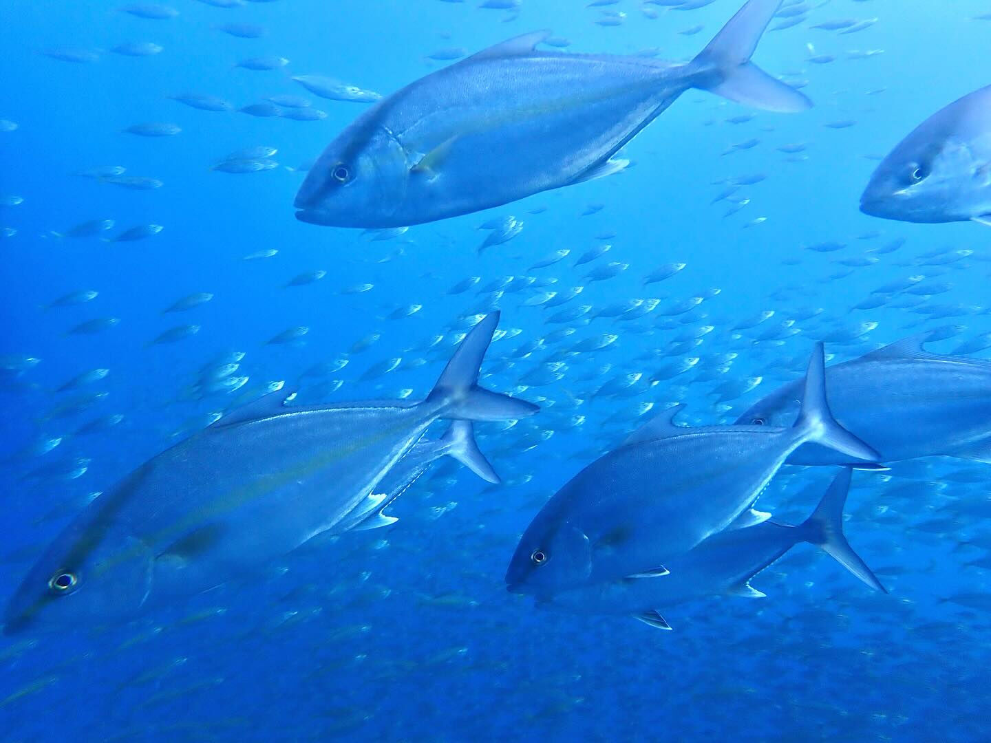 @rk.diving 