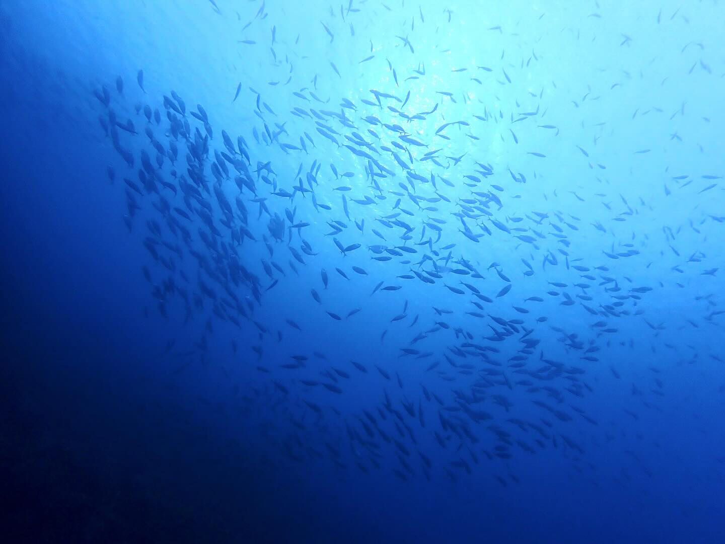 @rk.diving 