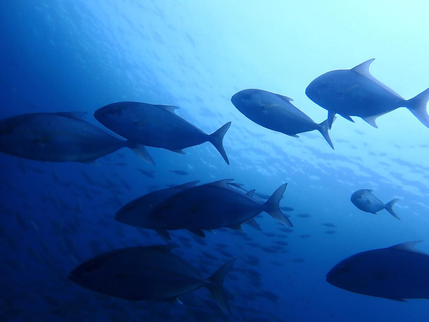 @rk.diving 