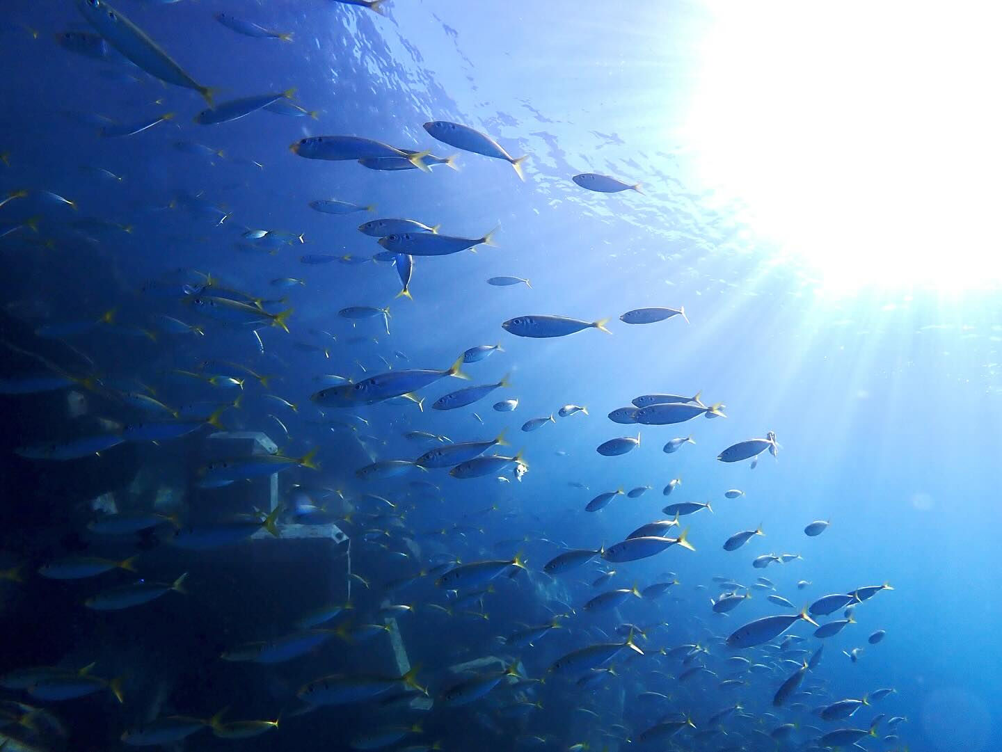 @rk.diving 