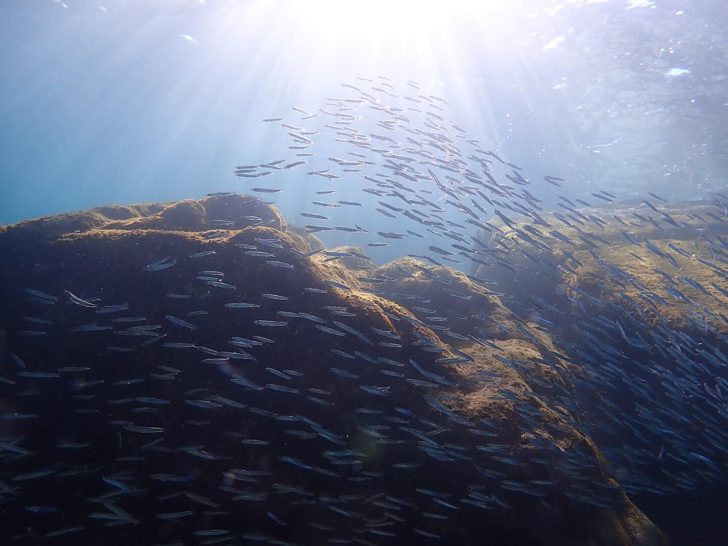 @rk.diving 