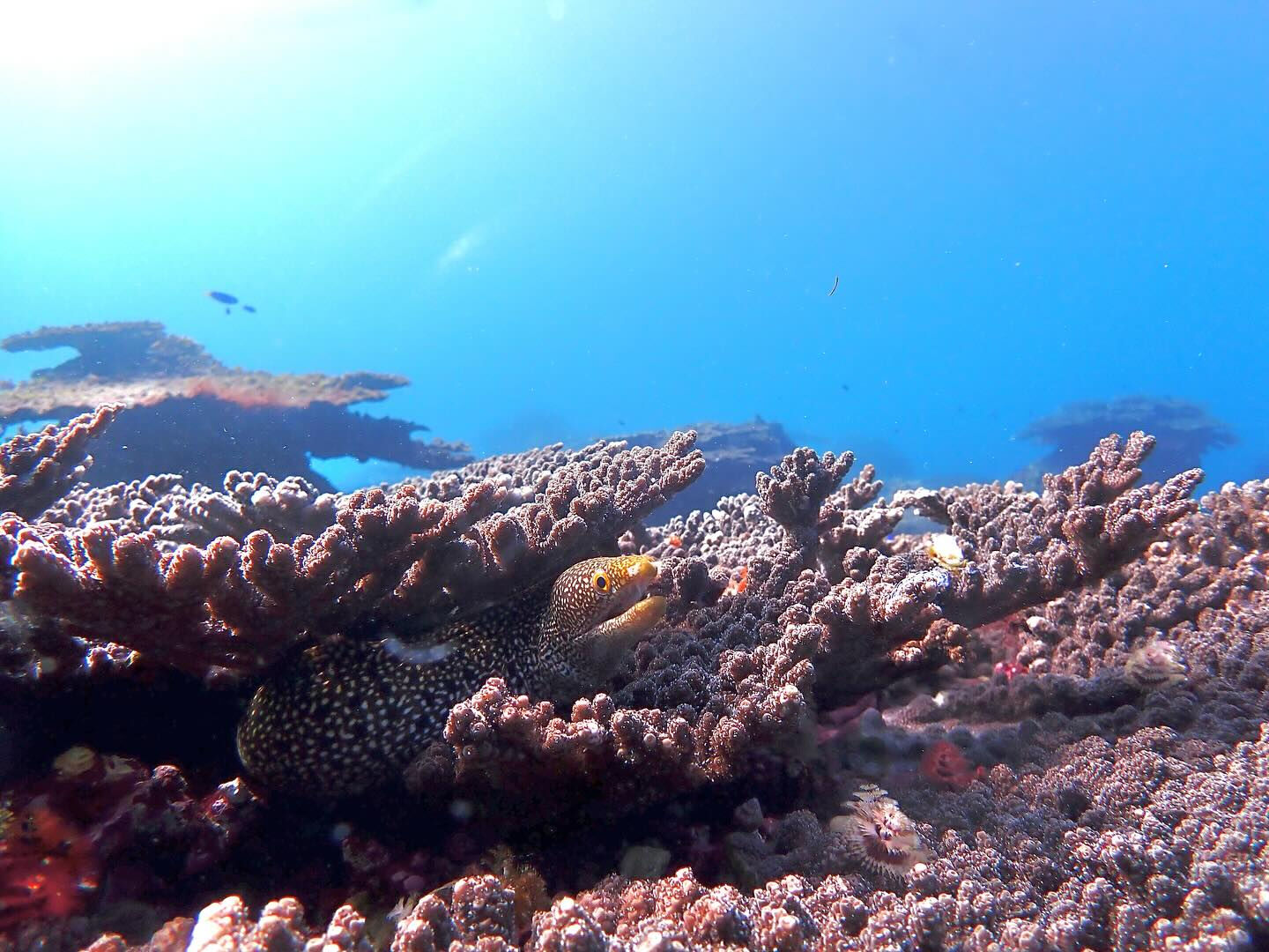 @rk.diving 