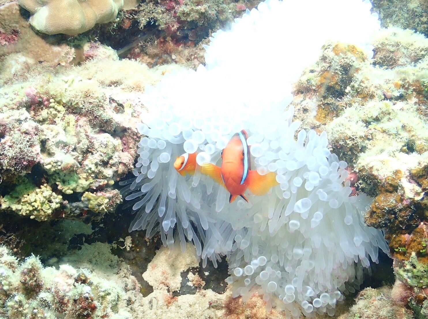 生物６.jp