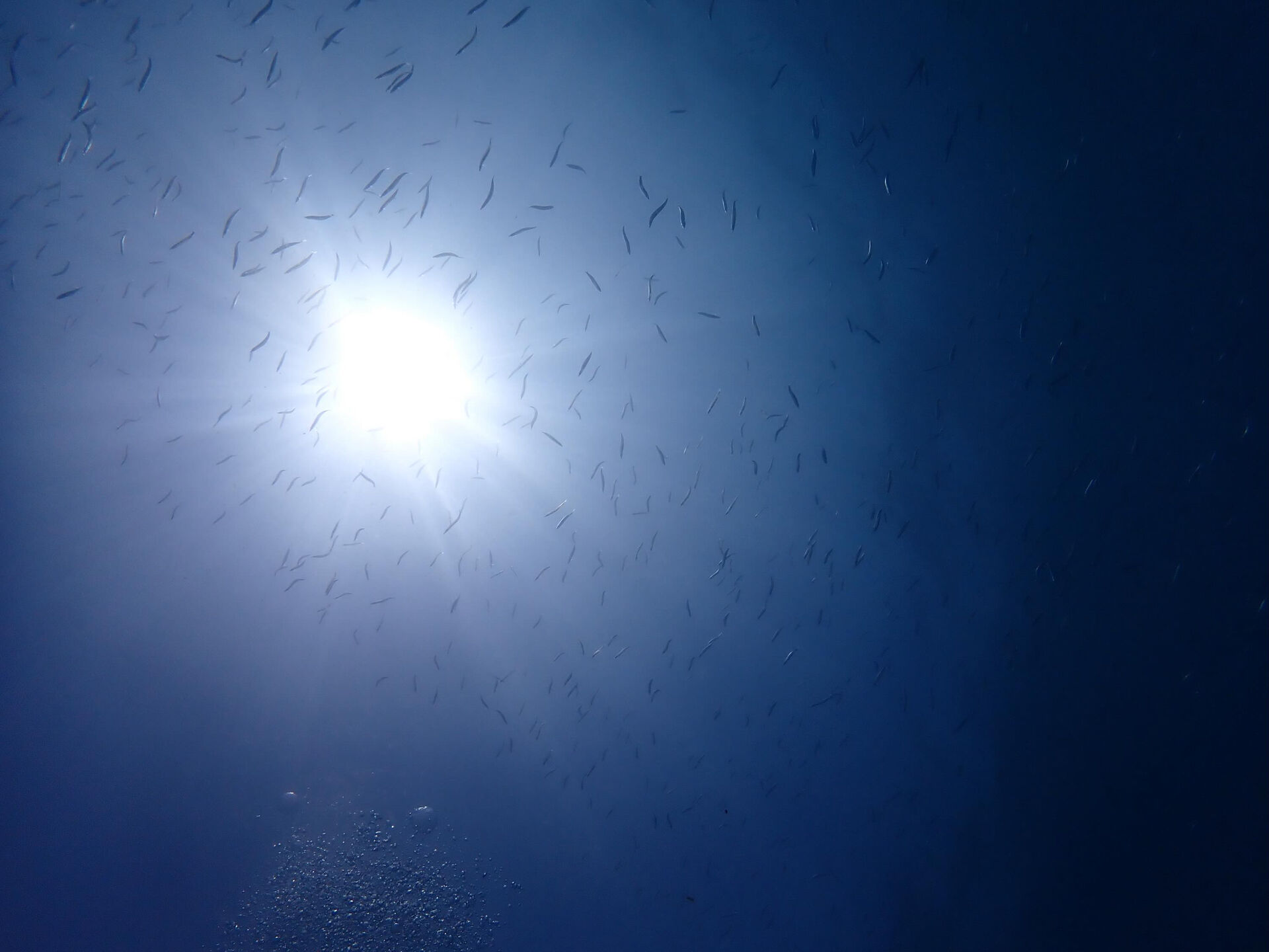 @rk.diving 