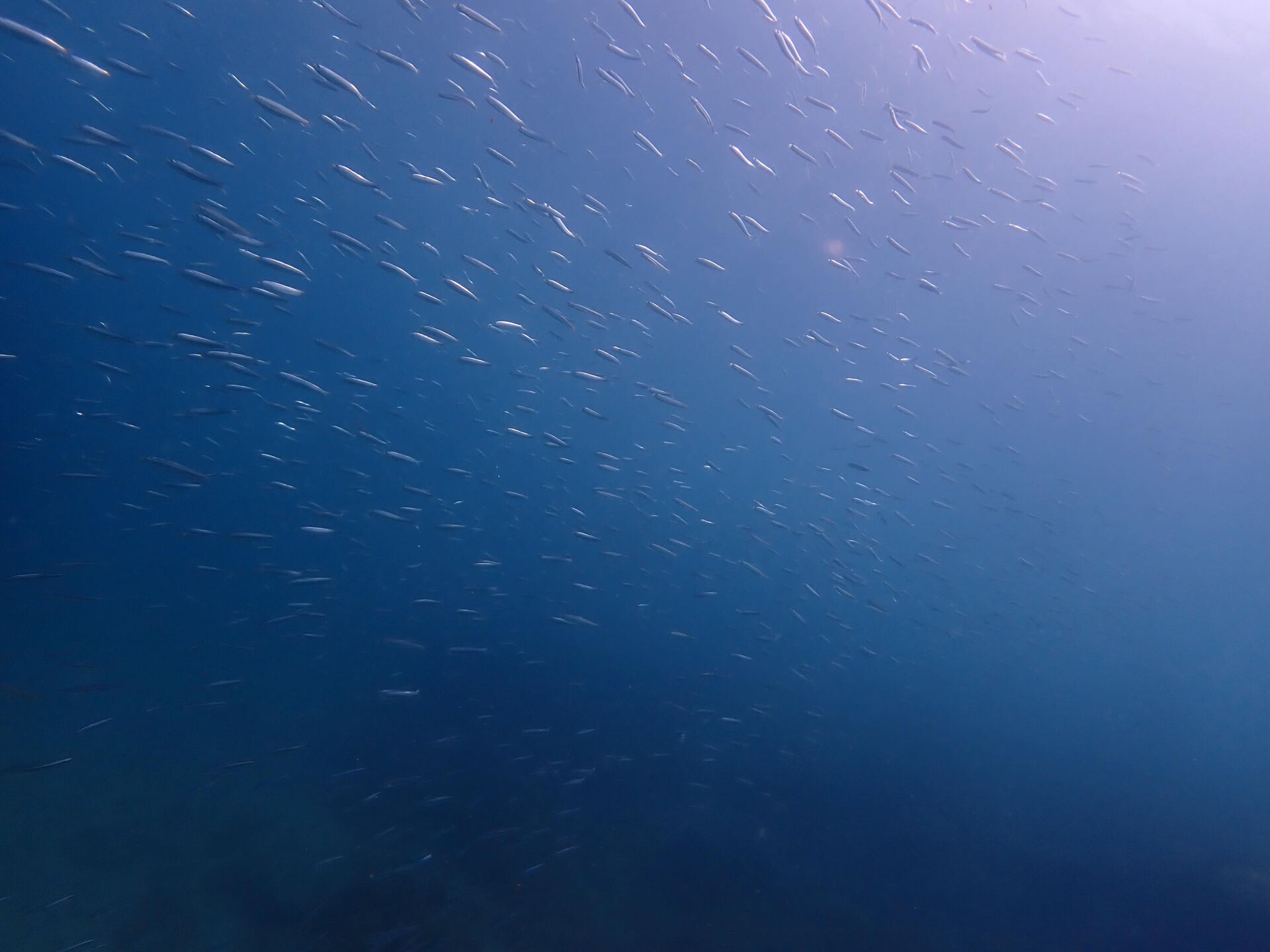 @rk.diving 