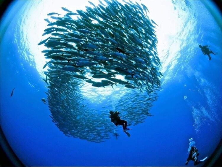 生物１３.JP