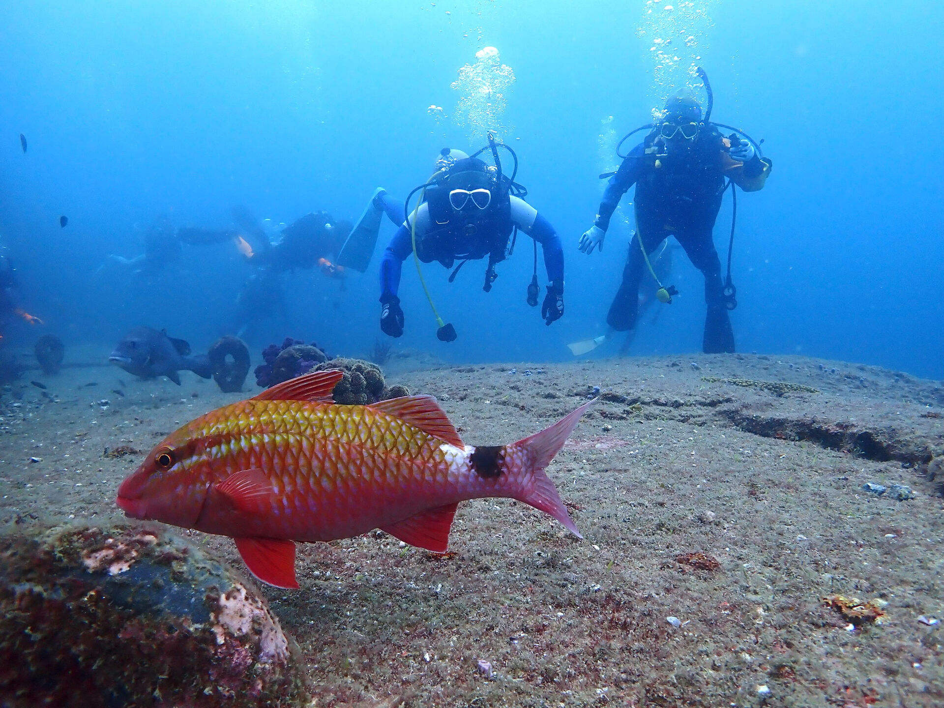 @rk.diving 