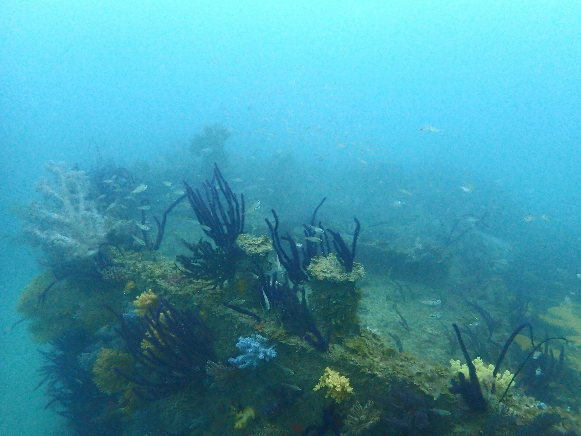 @rk.diving 