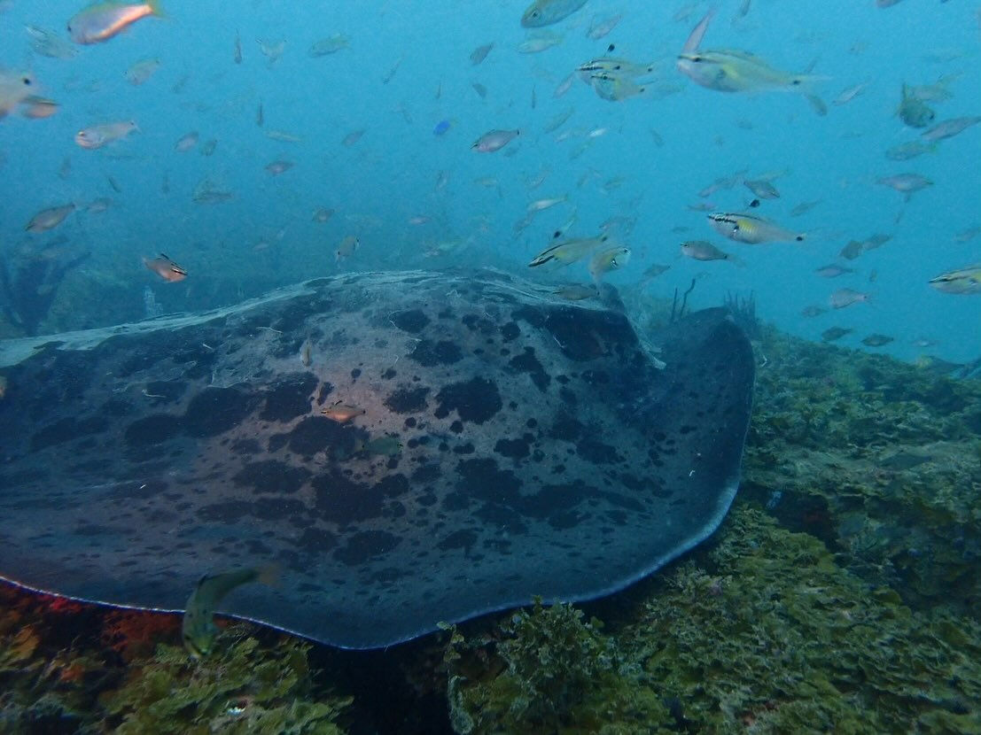 @rk.diving 