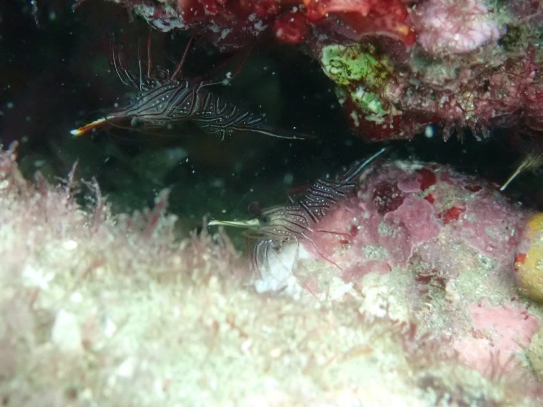 @rk.diving 