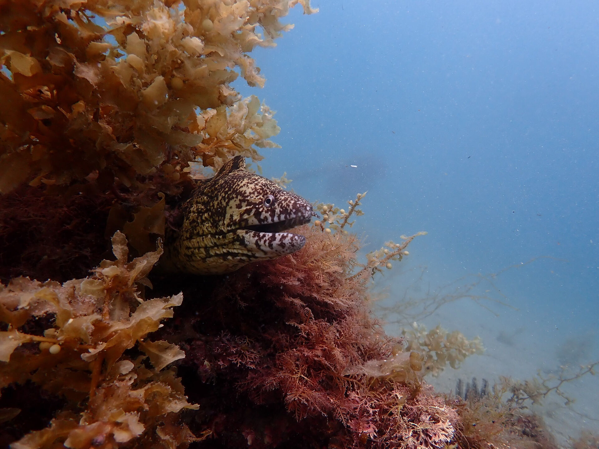 @rk.diving 