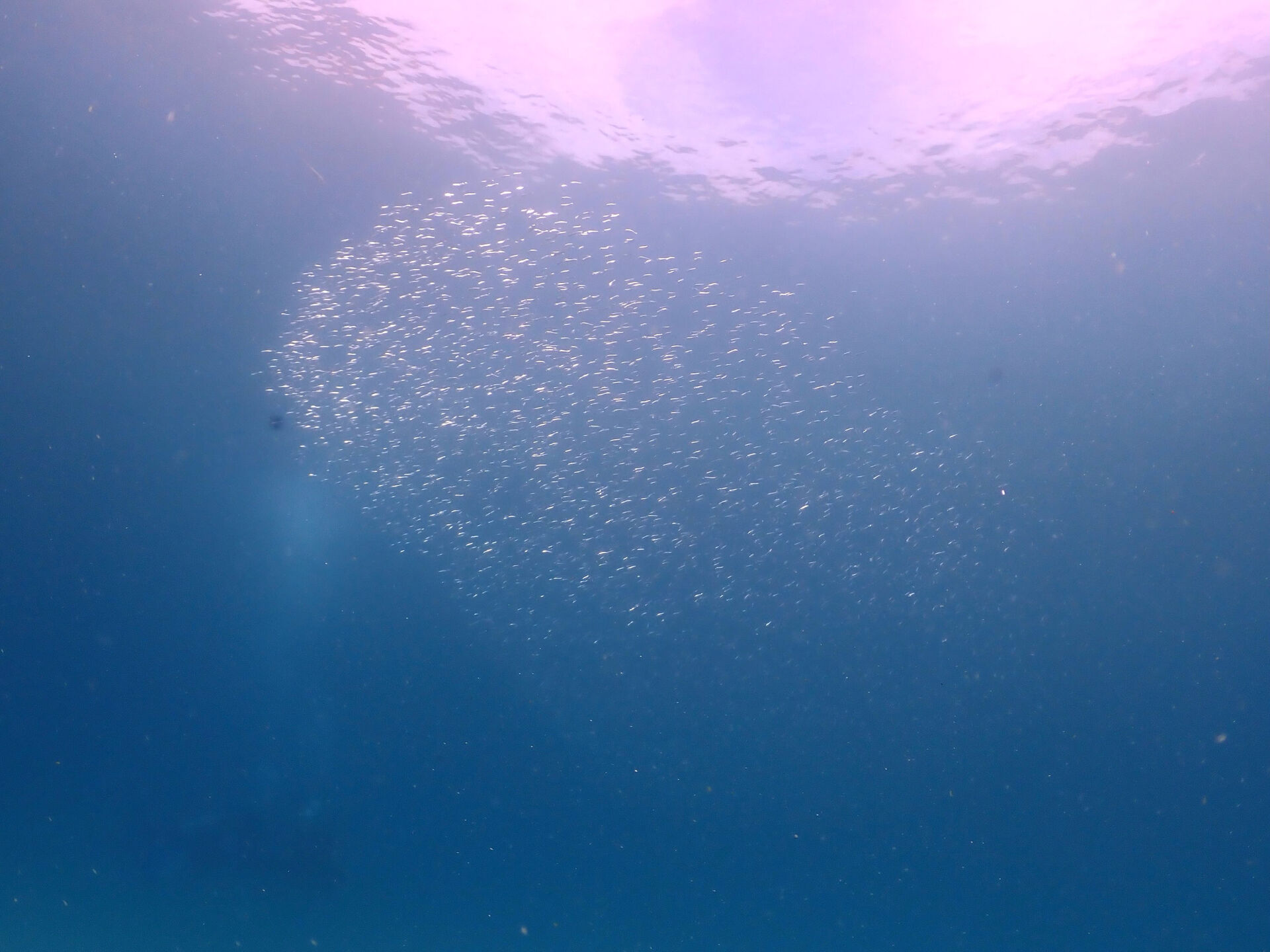 @rk.diving 