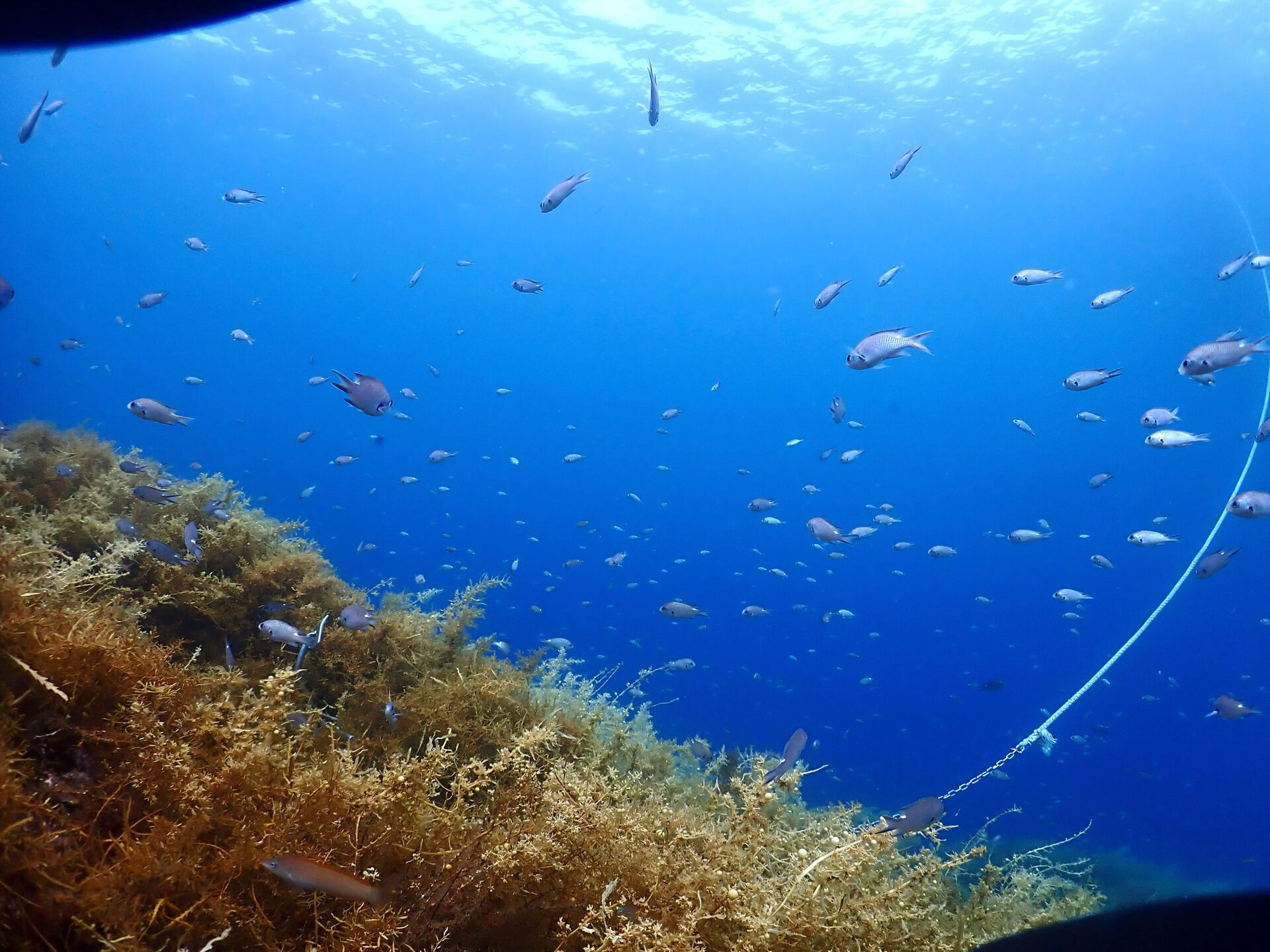 @rk.diving 