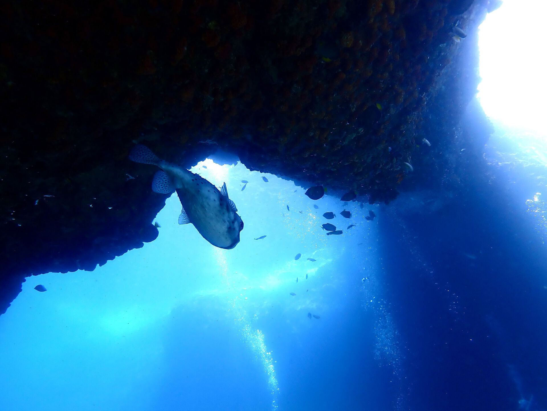 @rk.diving 