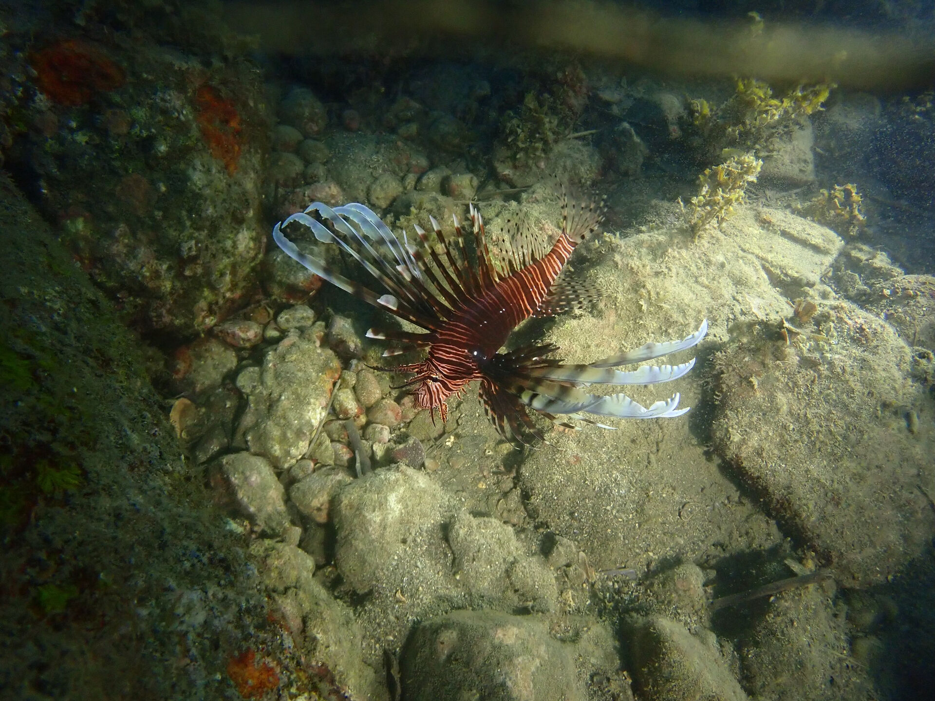 @rk.diving 