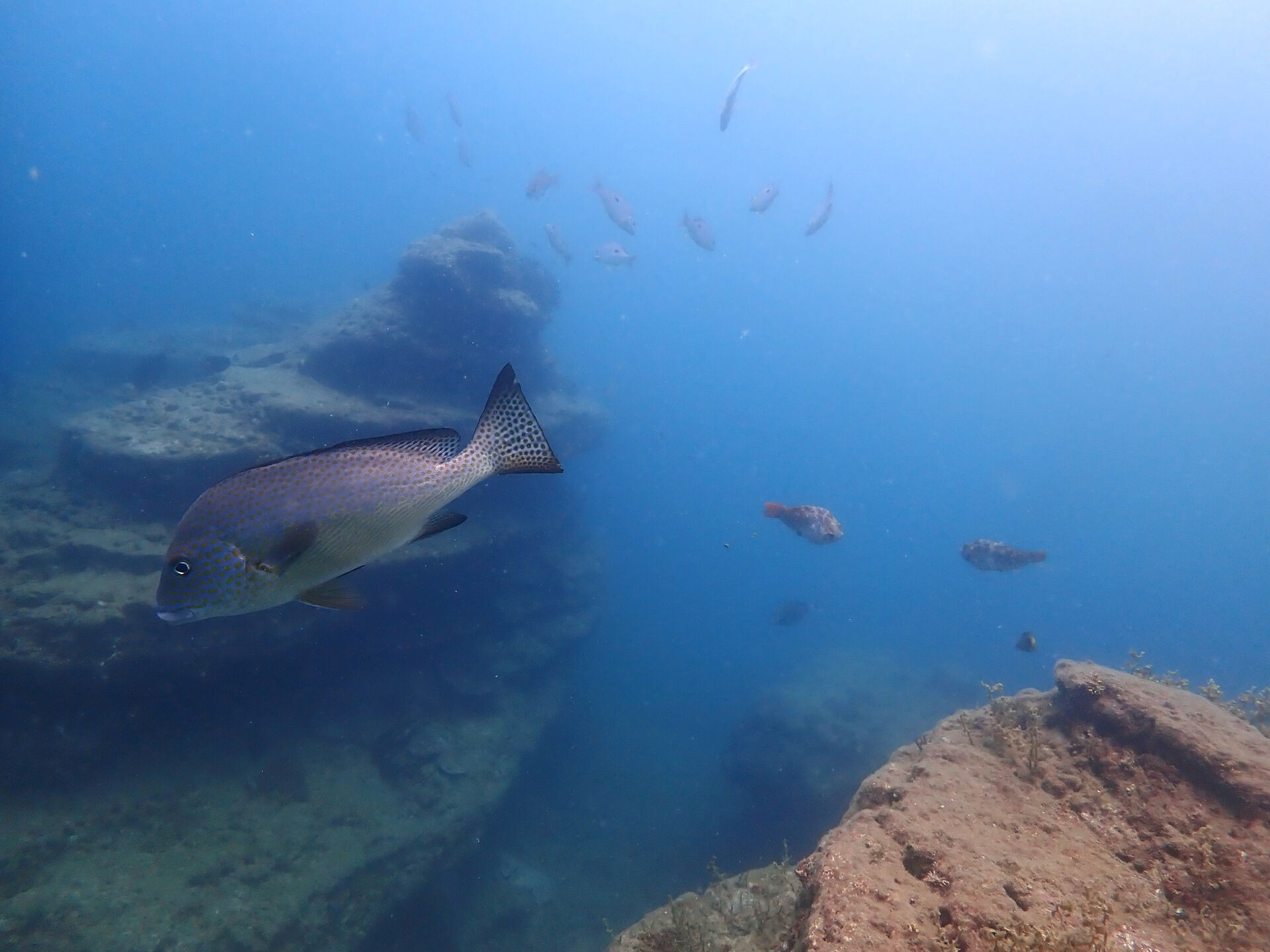 @rk.diving 