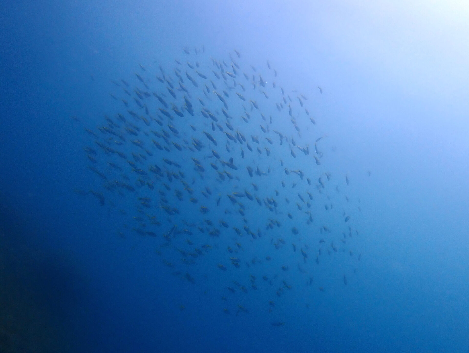 @rk.diving 