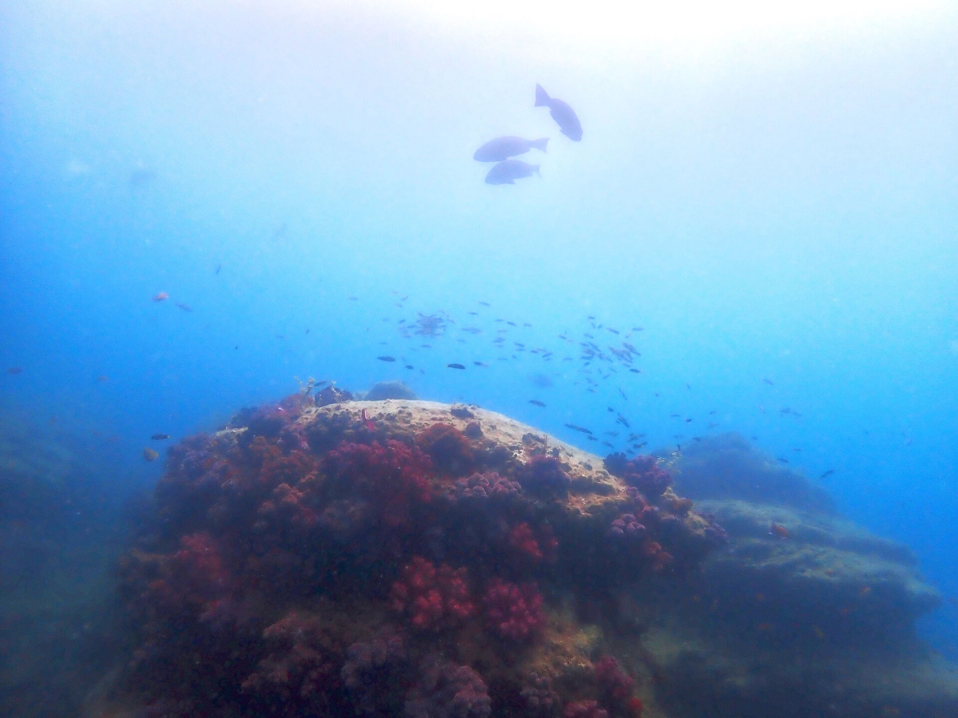 @rk.diving 