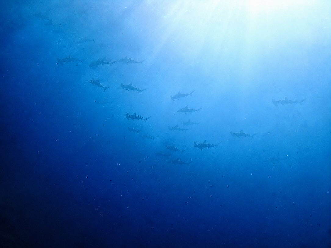 @rk.diving 