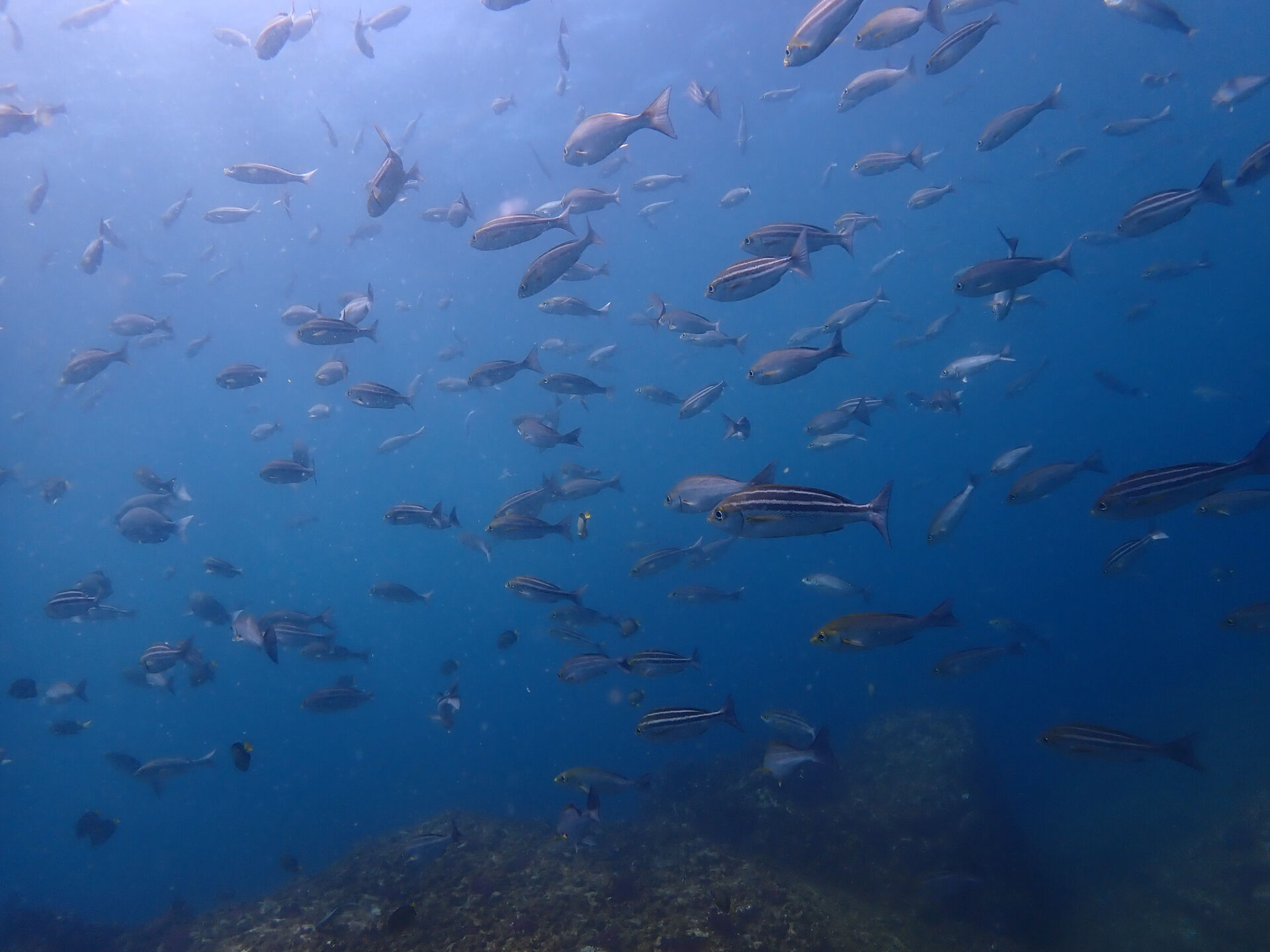 @rk.diving 