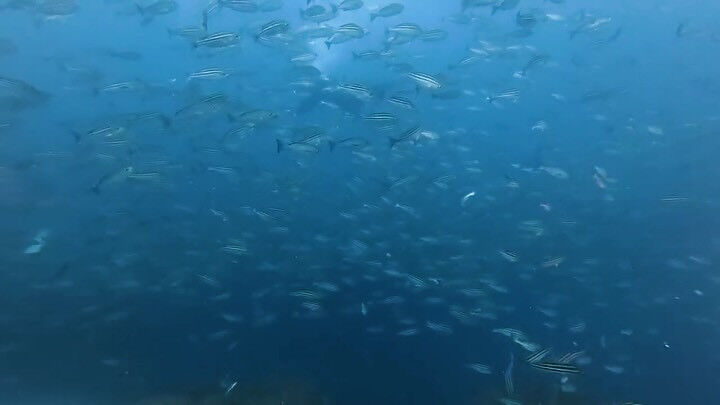 @rk.diving 