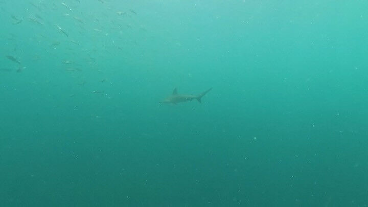 @rk.diving 