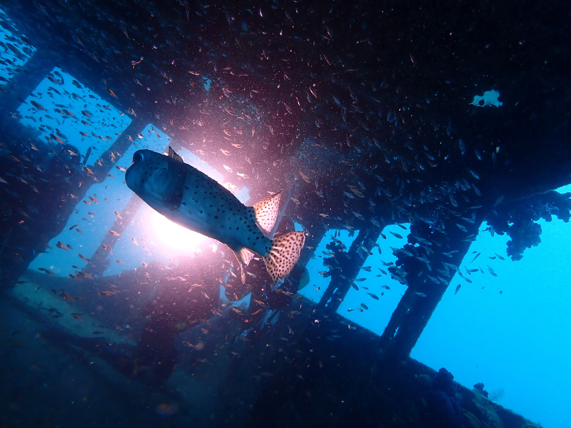 @rk.diving 