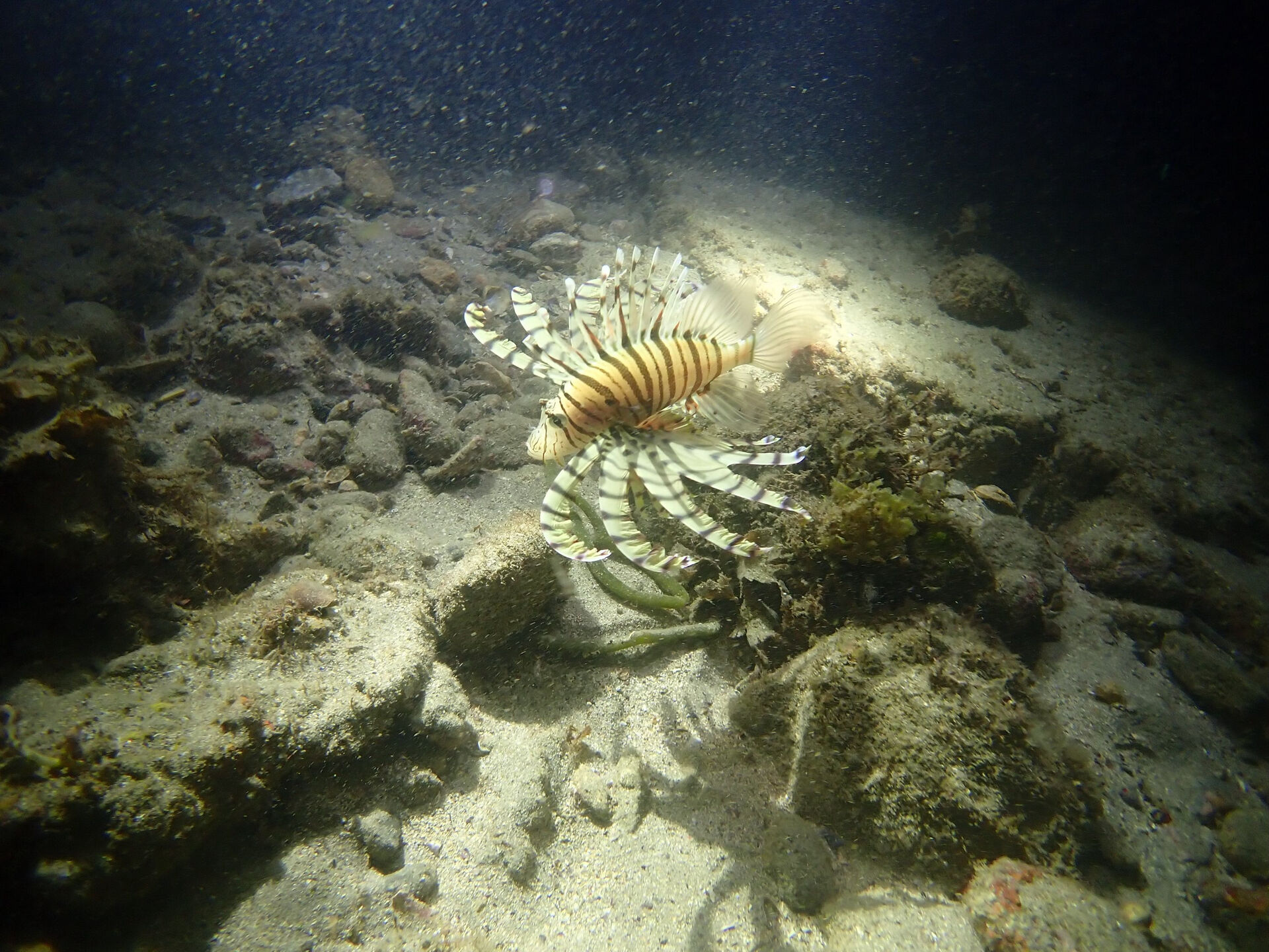 @rk.diving 