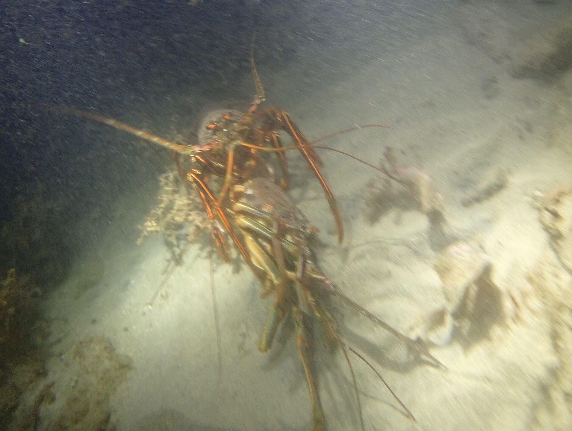 @rk.diving 