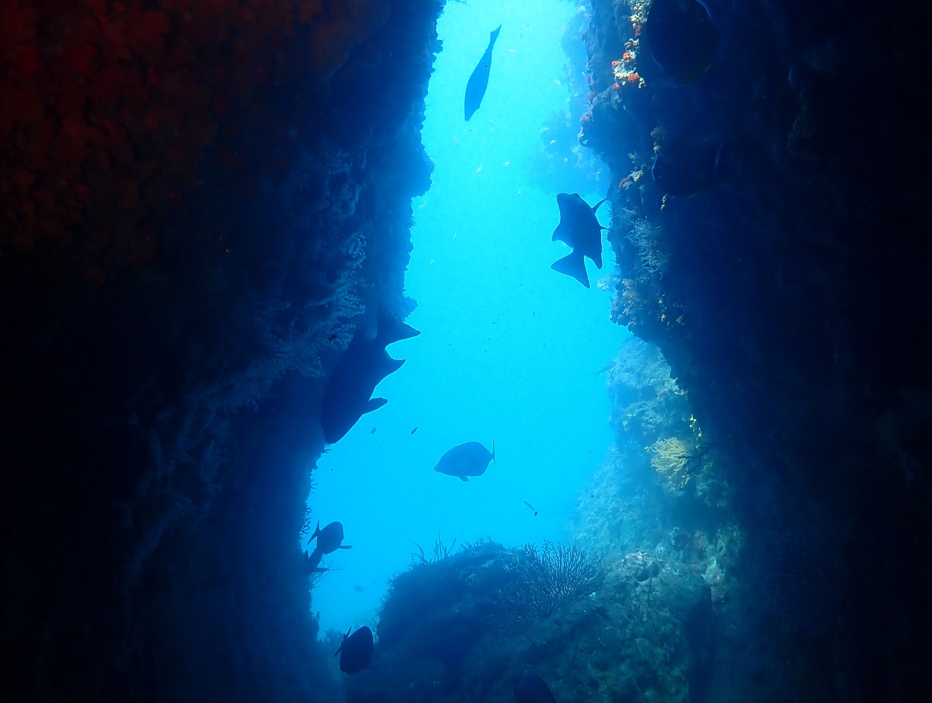 @rk.diving 