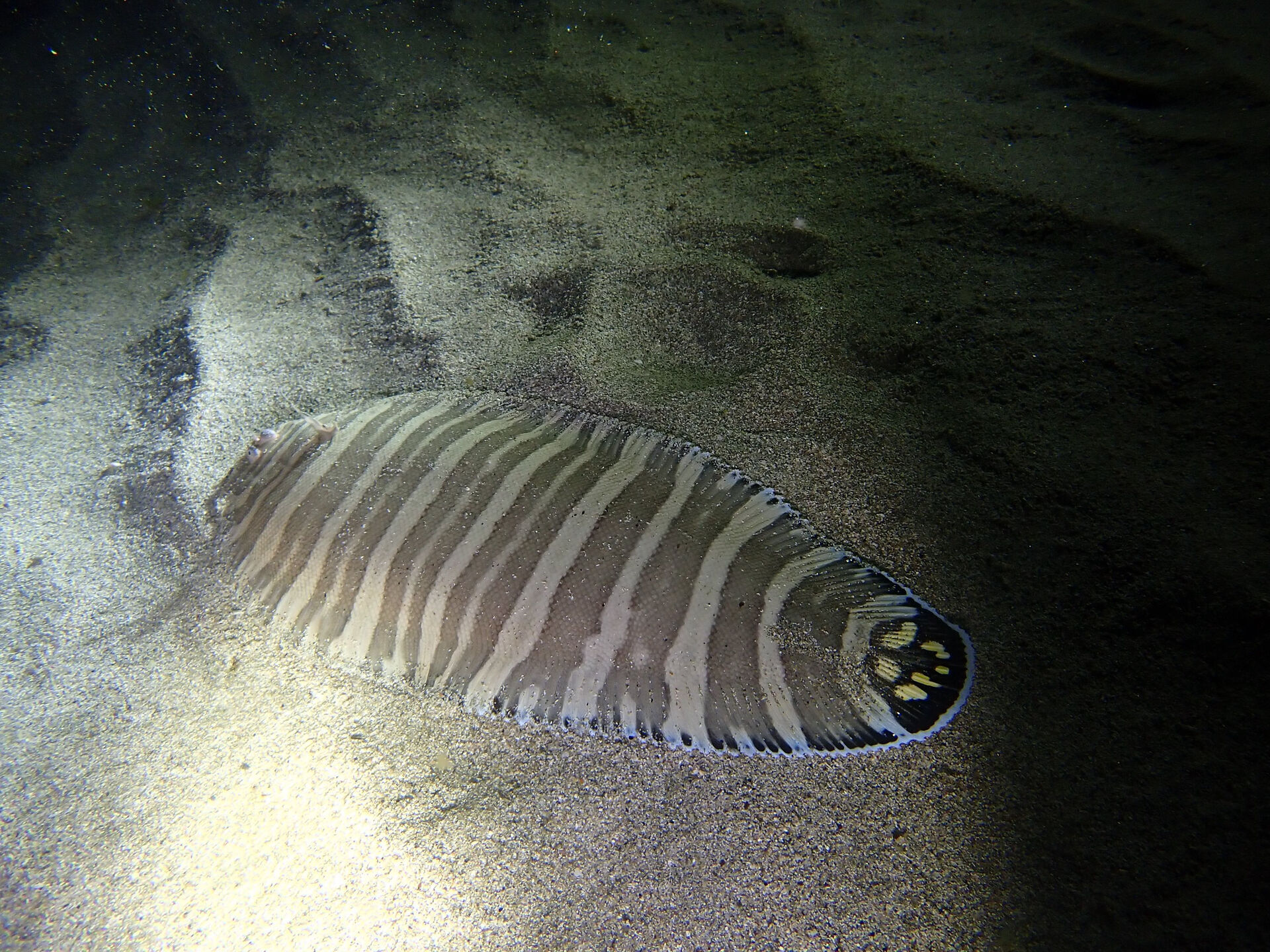 @rk.diving 