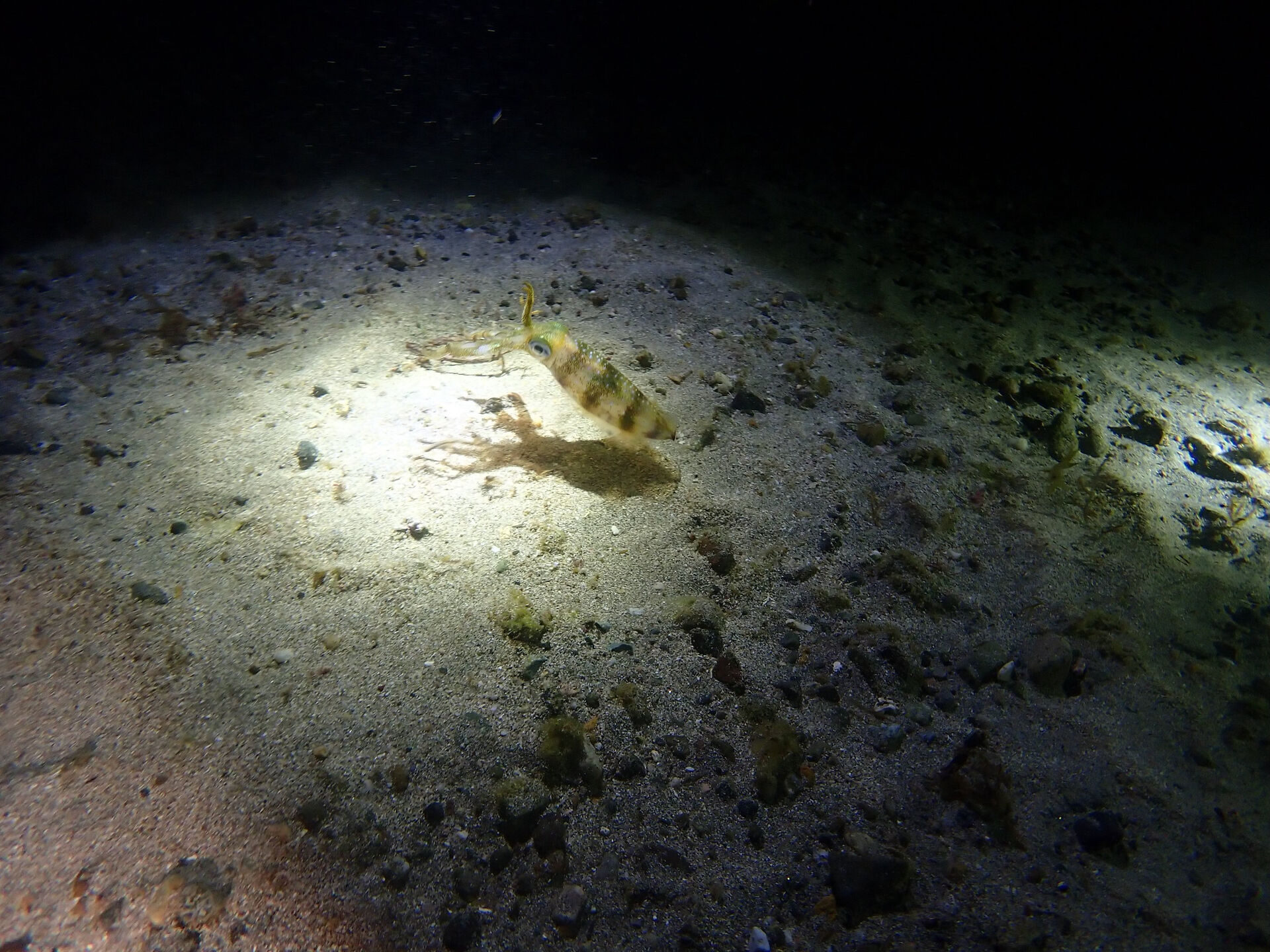 @rk.diving 