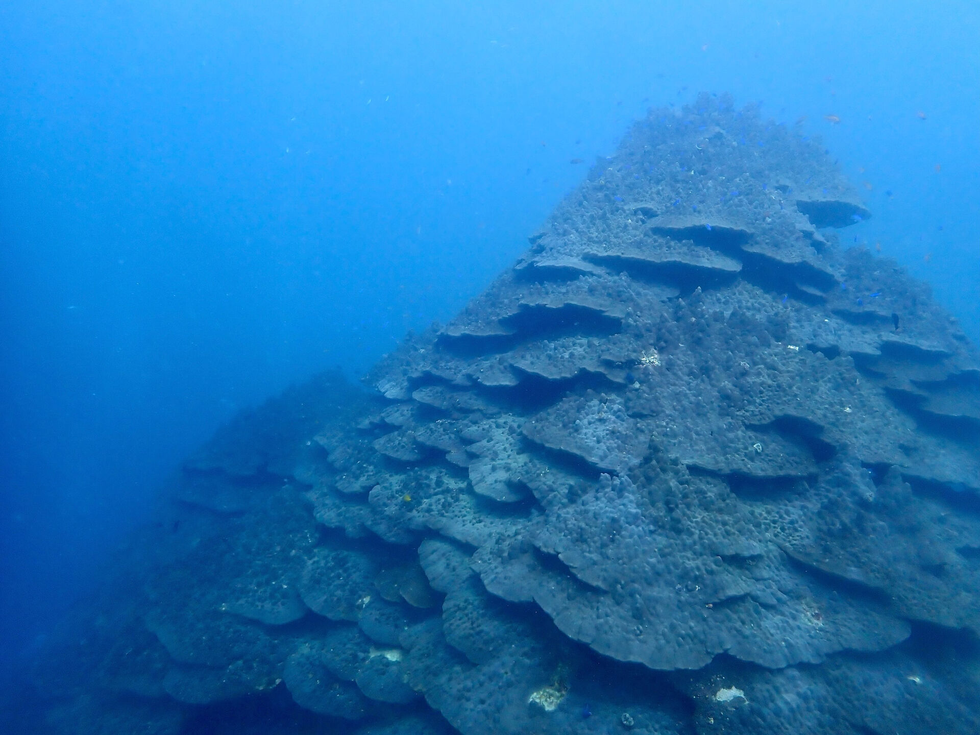 @rk.diving 