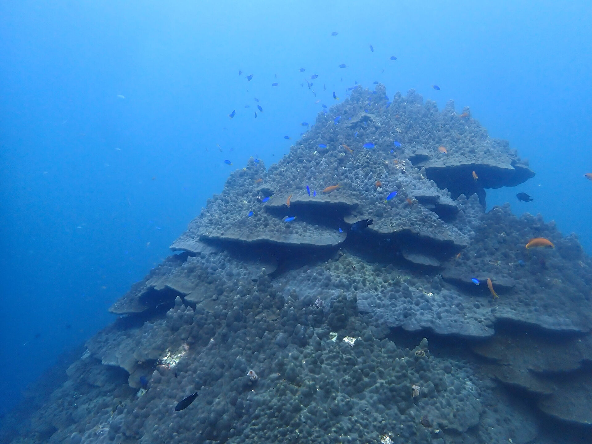 @rk.diving 