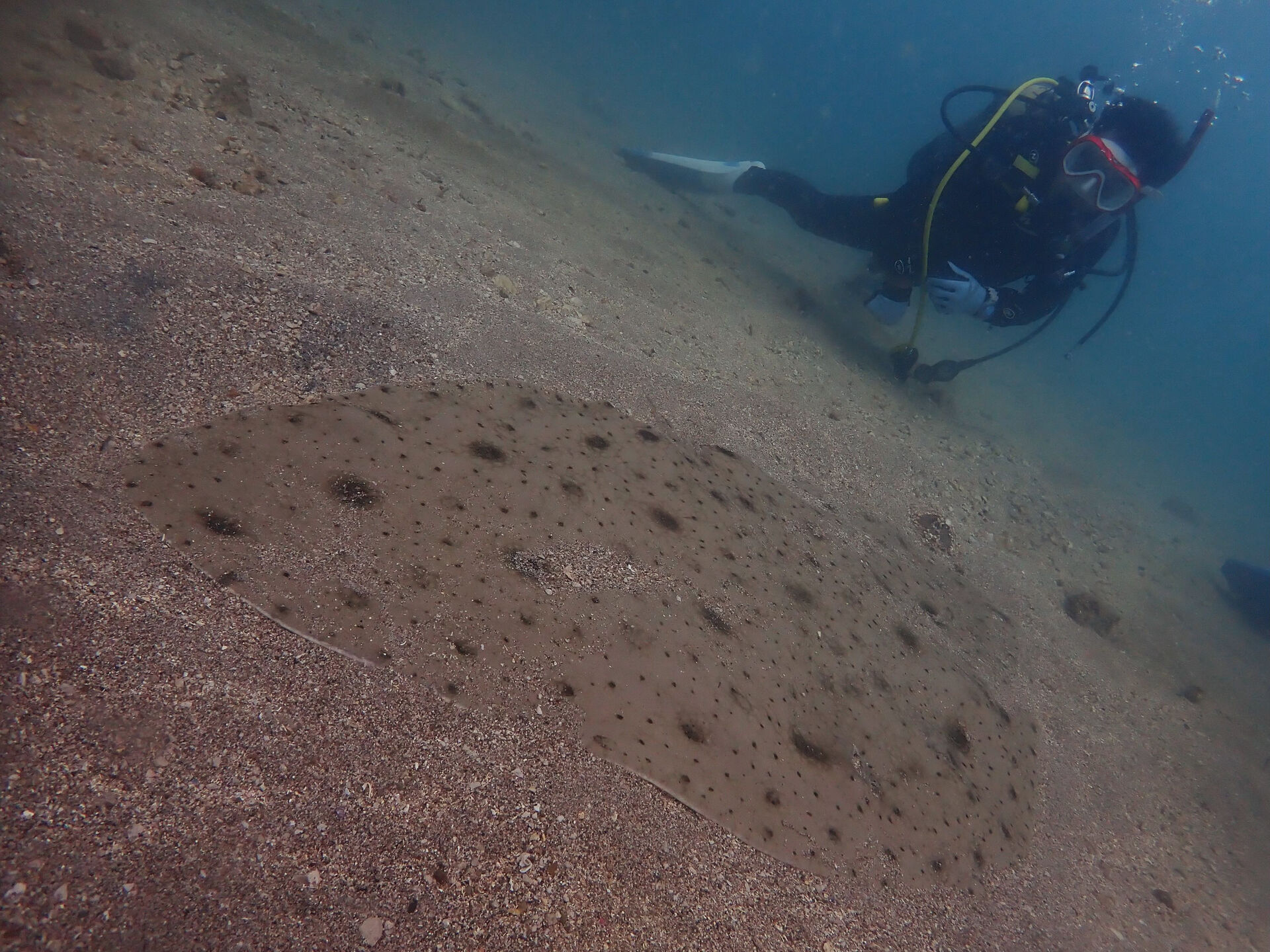 @rk.diving