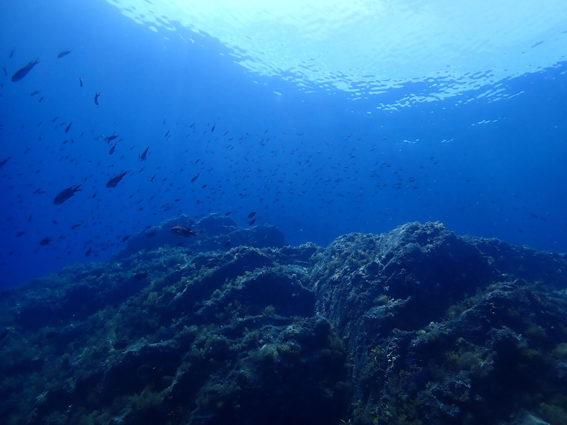 @rk.diving