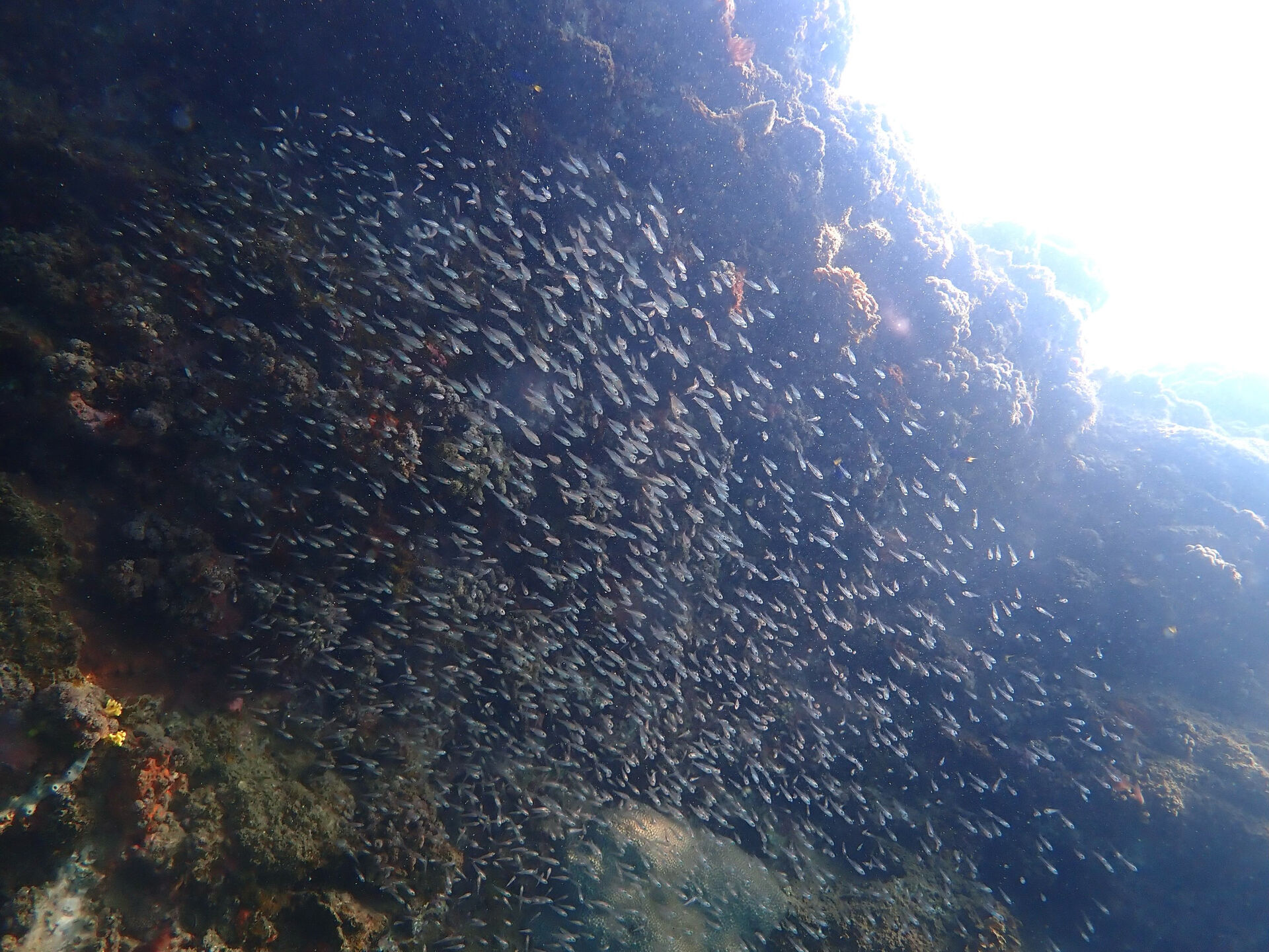 @rk.diving